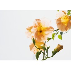 Пазл Flower700 размеры до 60×90см, 1536эл.