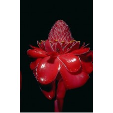 Пазл Flower184 размеры до 60×90см, 1536эл.