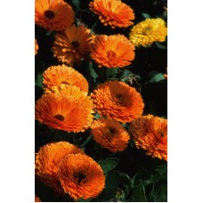 Пазл Flower724 размеры до 60×90см, 1536эл.