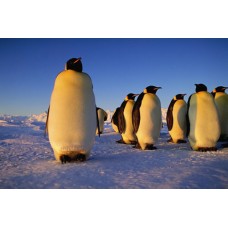 Пазл Группа пингвинов. размеры до 60×90см, 1536эл.