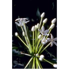 Пазл Flower194 размеры до 60×90см, 1536эл.