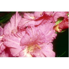 Пазл Flower124 размеры до 60×90см, 1536эл.