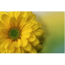 Пазл Flower612 размеры до 60×90см, 1536эл.