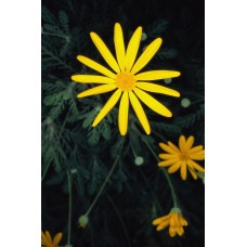 Пазл Flower434 размеры до 60×90см, 1536эл.