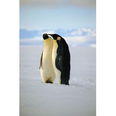 Пазл Пара пингвинов. размеры до 60×90см, 1536эл.