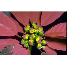 Пазл Flower158 размеры до 60×90см, 1536эл.