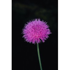 Пазл Flower333 размеры до 60×90см, 1536эл.
