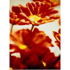 Пазл Flower586 размеры до 60×90см, 1536эл.