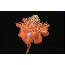 Пазл Flower198 размеры до 60×90см, 1536эл.
