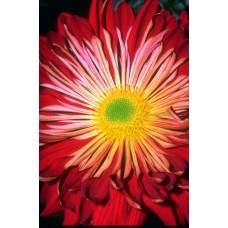 Пазл Flower104 размеры до 60×90см, 1536эл.
