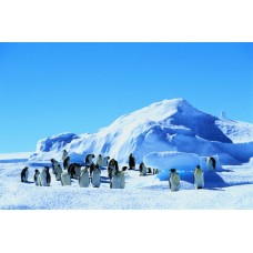 Пазл Императорские пингвины на льду. размеры до 60×90см, 1536эл.