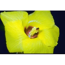 Пазл Flower190 размеры до 60×90см, 1536эл.