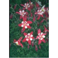Пазл Flower038 размеры до 60×90см, 1536эл.