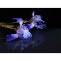 Fir080