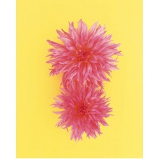 Пазл Flower495 размеры до 60×90см, 1536эл.
