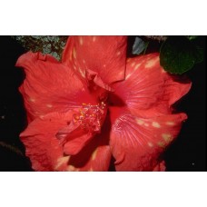 Пазл Flower199 размеры до 60×90см, 1536эл.