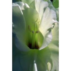 Пазл Flower089 размеры до 60×90см, 1536эл.