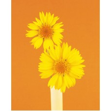 Пазл Flower525 размеры до 60×90см, 1536эл.