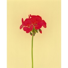 Пазл Flower505 размеры до 60×90см, 1536эл.