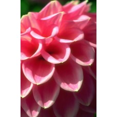 Пазл Flower097 размеры до 60×90см, 1536эл.