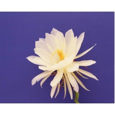 Пазл Flower493 размеры до 60×90см, 1536эл.