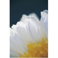 Пазл Flower062 размеры до 60×90см, 1536эл.