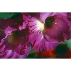 Пазл Flower099 размеры до 60×90см, 1536эл.