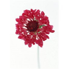 Пазл Flower460 размеры до 60×90см, 1536эл.
