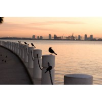 Miami022