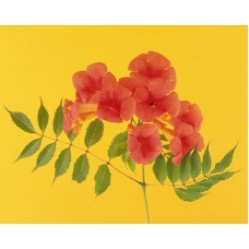 Пазл Flower531 размеры до 60×90см, 1536эл.
