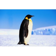 Пазл Императорский пингвин в Антарктиде. размеры до 60×90см, 1536эл.