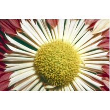 Пазл Flower087 размеры до 60×90см, 1536эл.