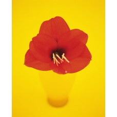 Пазл Flower526 размеры до 60×90см, 1536эл.
