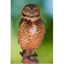 Пазл owl-28090801 размеры до 60×90см, 1536эл.