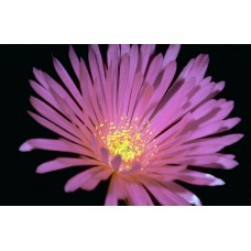 Пазл Flower169 размеры до 60×90см, 1536эл.