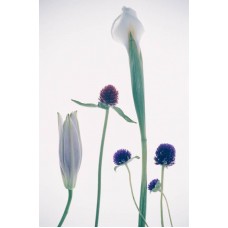 Пазл Flower600 размеры до 60×90см, 1536эл.