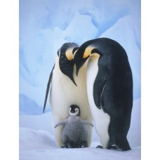 Пазл Императорские пингвины с малышом. размеры до 60×90см, 1536эл.