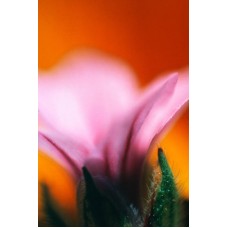 Пазл Flower784 размеры до 60×90см, 1536эл.