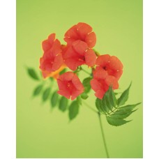 Пазл Flower528 размеры до 60×90см, 1536эл.