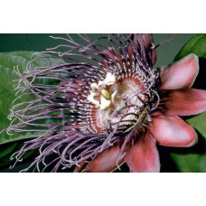 Пазл Flower159 размеры до 60×90см, 1536эл.