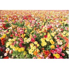 Пазл Flower710 размеры до 60×90см, 1536эл.