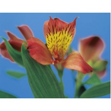 Пазл Flower325 размеры до 60×90см, 1536эл.