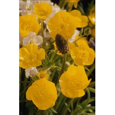 Пазл Flower334 размеры до 60×90см, 1536эл.