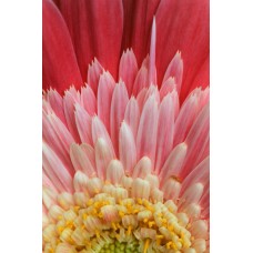 Пазл Flower781 размеры до 60×90см, 1536эл.