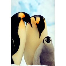 Пазл Императорские пингвины с птенцом. размеры до 60×90см, 1536эл.