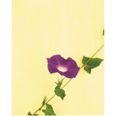 Пазл Flower507 размеры до 60×90см, 1536эл.